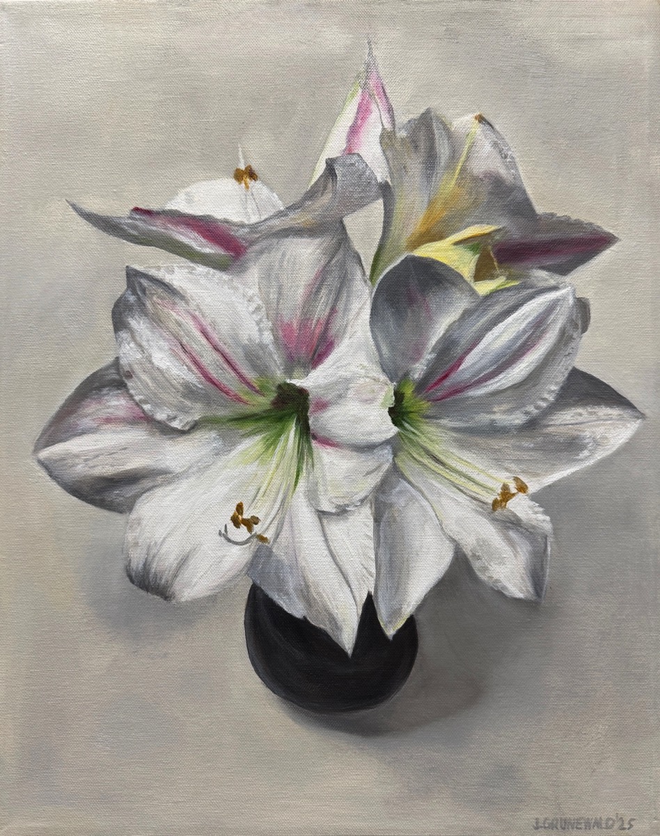 White Amaryllis | Oil on canvas 16x16